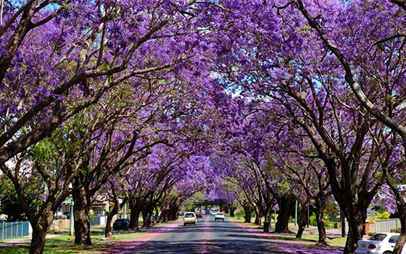 Grafton Yamba Accommodation